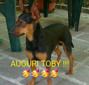 Toby